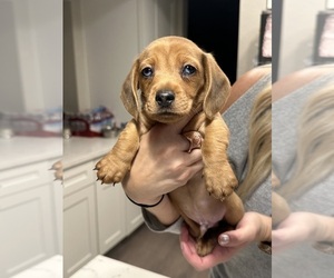 Dachshund Puppy for sale in SAN DIEGO, CA, USA