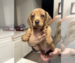 Small Dachshund