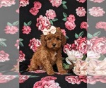 Small Photo #3 Cock-A-Poo Puppy For Sale in KIRKWOOD, PA, USA