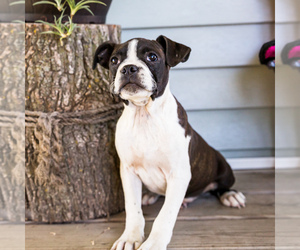 Boston Terrier Puppy for Sale in WAKARUSA, Indiana USA