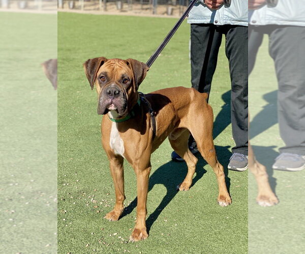 Medium Photo #1 Boxer Puppy For Sale in Austin, TX, USA