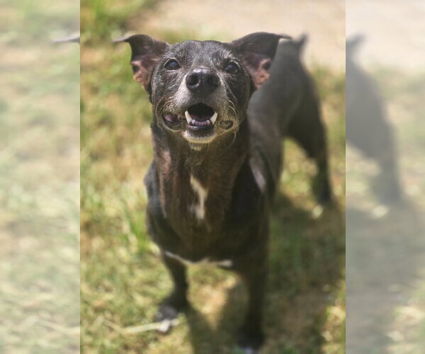 Medium Photo #3 Mutt Puppy For Sale in Crandall, GA, USA