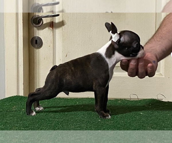 Medium Photo #1 Boston Terrier Puppy For Sale in CHICAGO, IL, USA