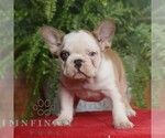 Small #2 French Bulldog