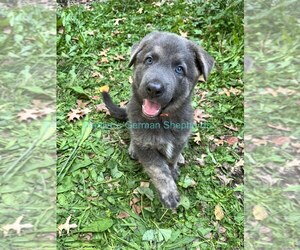 German Shepherd Dog Puppy for Sale in PIEDMONT, Missouri USA