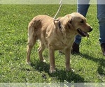 Small Photo #1 Golden Retriever Puppy For Sale in NEOLA, WV, USA
