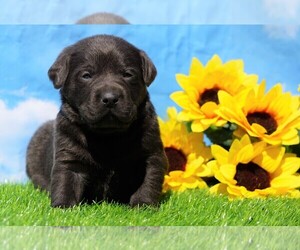 Labrador Retriever Puppy for sale in FREDERICKSBG, OH, USA