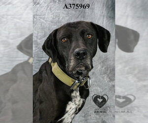 Mutt Dogs for adoption in Stockton, CA, USA