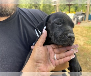 Cane Corso-Rottweiler Mix Puppy for sale in TACOMA, WA, USA