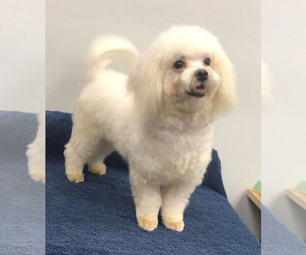 Medium Photo #2 Maltese Puppy For Sale in Lincolnwood, IL, USA