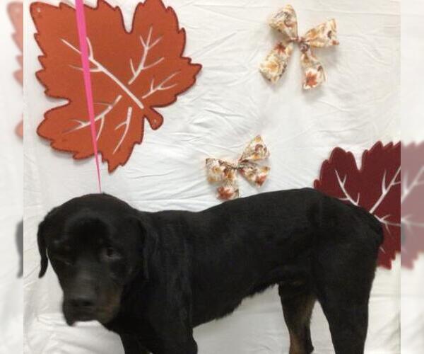 Medium Photo #1 Rottweiler Puppy For Sale in Riverside, CA, USA