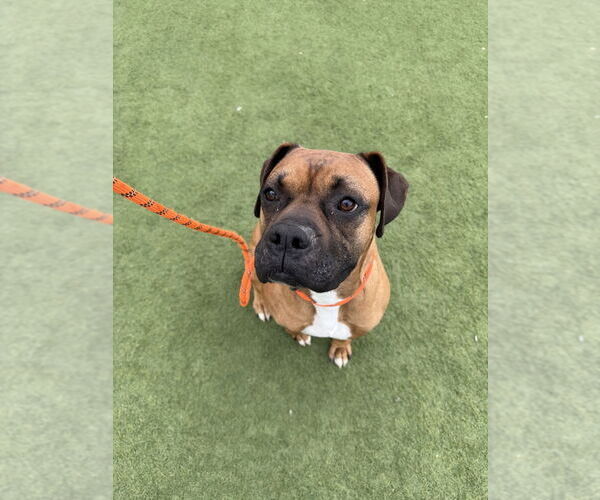 Medium Photo #2 Boxer Puppy For Sale in Salinas, CA, USA