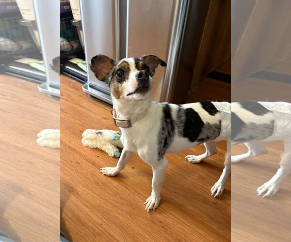 Medium Photo #4 Chihuahua-Unknown Mix Puppy For Sale in Wheaton, IL, USA