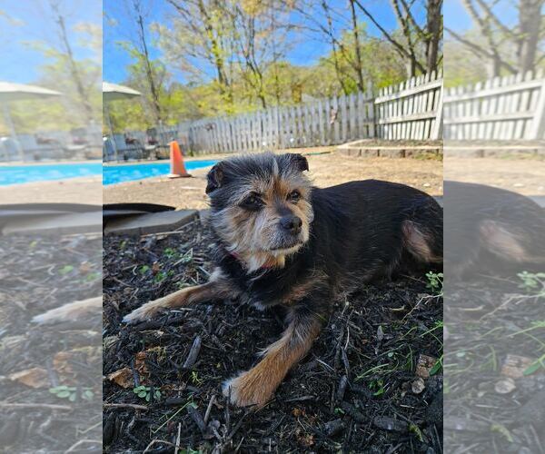 Medium Photo #4 Mutt Puppy For Sale in Arlington, VA, USA