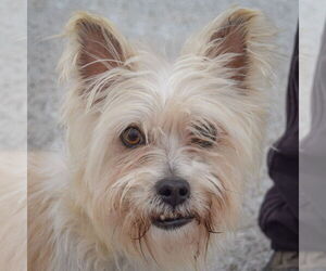 Cairn Terrier-Unknown Mix Dogs for adoption in Huntley, IL, USA