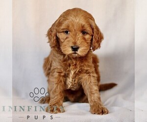 Goldendoodle (Miniature) Puppy for sale in LEOLA, PA, USA