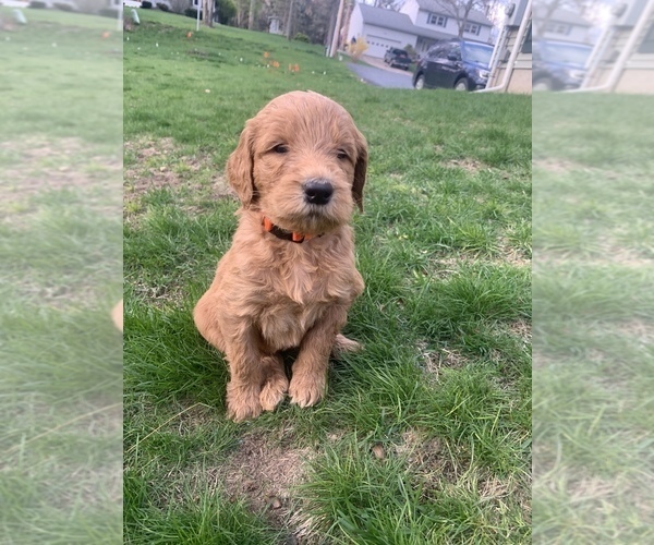 Medium Photo #1 Goldendoodle Puppy For Sale in ESSEX, VT, USA