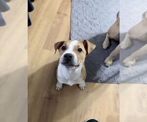 Labrador Retriever-Unknown Mix Dogs for adoption in Raleigh, NC, USA