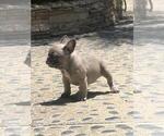 Small Photo #12 French Bulldog Puppy For Sale in WHITTIER, CA, USA
