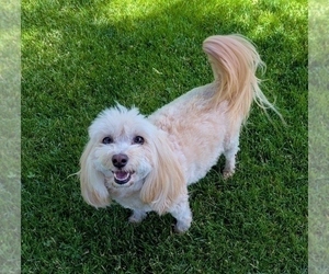 Mother of the Havanese puppies born on 06/27/2026