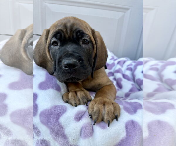 Medium Photo #1 Mutt Puppy For Sale in Goodyear, AZ, USA