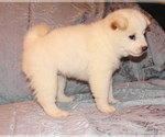 Small Photo #2 Shiba Inu Puppy For Sale in WILLIMANTIC, CT, USA