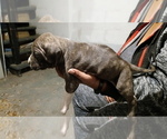 Small #2 American Pit Bull Terrier-Boerboel Mix