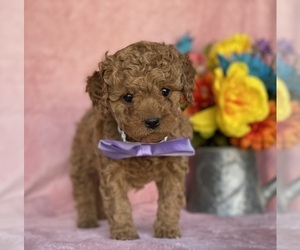 Cavapoo Puppy for sale in LANCASTER, PA, USA