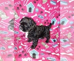 Small #3 Morkie