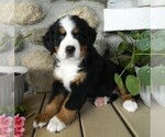 Small Photo #4 Bernese Mountain Dog Puppy For Sale in CLARE, MI, USA