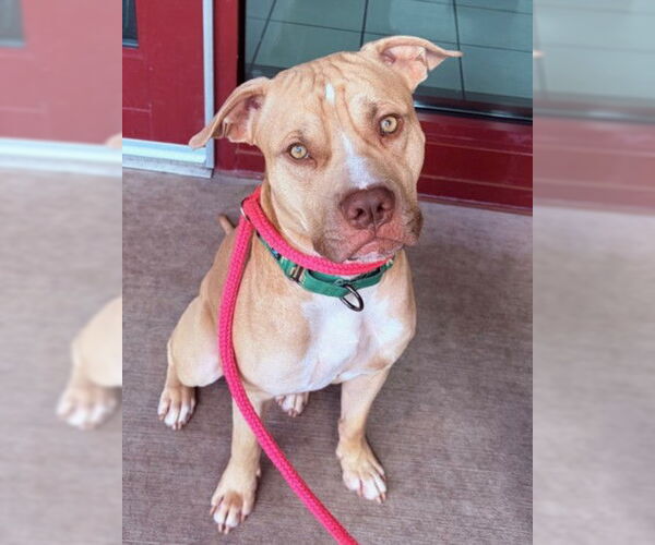 Medium Photo #1 American Pit Bull Terrier Puppy For Sale in Derwood, MD, USA