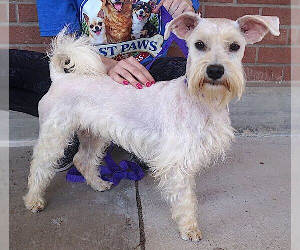 Medium Photo #3 Mutt Puppy For Sale in Carrollton, TX, USA