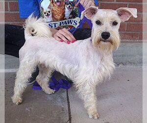 Peter - Male Mutt Dog for Adoption - Photo #3