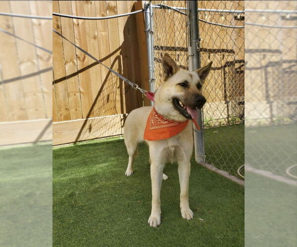 Medium Photo #13 German Shepherd Dog-Unknown Mix Puppy For Sale in Winston Salem, NC, USA