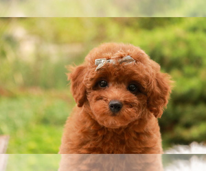 Poodle (Toy) Puppy for sale in SYRACUSE, IN, USA
