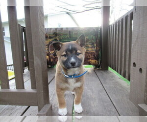 Border Collie-Shiba Inu Mix Puppy for sale in DUNDEE, OH, USA
