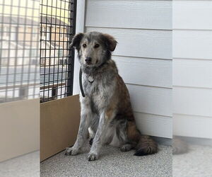 Australian Shepherd-Unknown Mix Dogs for adoption in Ogden, UT, USA