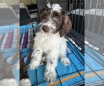 Puppy Kopi Aussiedoodle