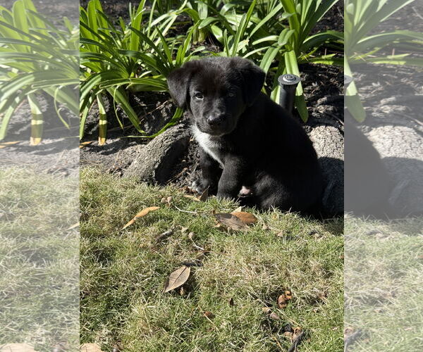 Medium Photo #3 Labrador Retriever-Unknown Mix Puppy For Sale in The Woodlands, TX, USA