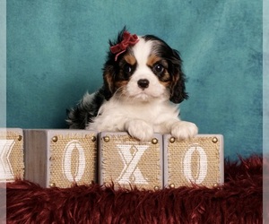 Cavalier King Charles Spaniel Dog for Adoption in WARSAW, Indiana USA
