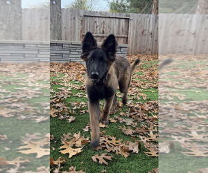 German Shepherd Dog-Unknown Mix Dogs for adoption in Imlay City, MI, USA