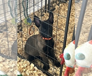 Belgian Malinois Puppy for sale in KILLEEN, TX, USA