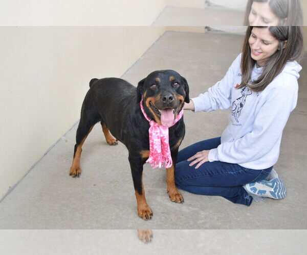Medium Photo #3 Rottweiler-Unknown Mix Puppy For Sale in McKinney, TX, USA