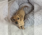 Small #13 Dachshund