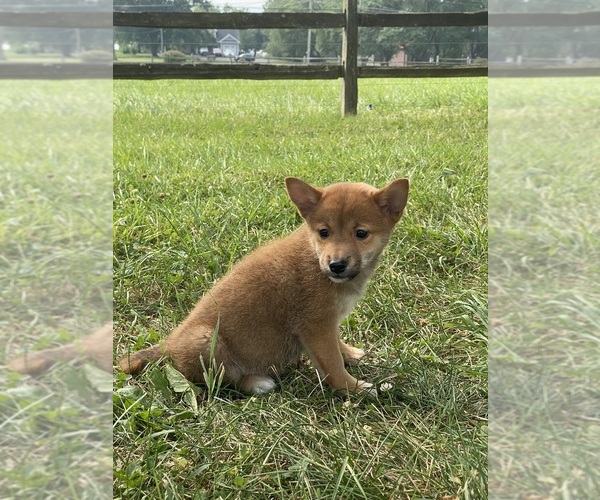 Medium Photo #5 Shiba Inu Puppy For Sale in CANOGA, NY, USA