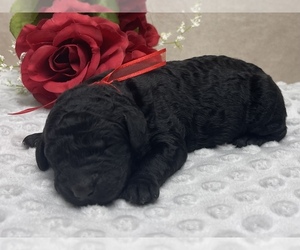 Double Doodle Puppy for sale in HOLMEN, WI, USA