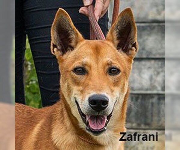 Medium Photo #1 Mutt Puppy For Sale in Calgary, Alberta, Canada