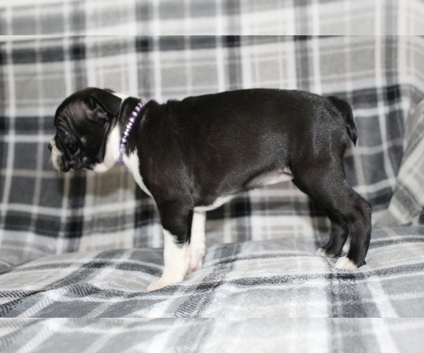 Medium Photo #8 Boston Terrier Puppy For Sale in BROOKSVILLE, FL, USA