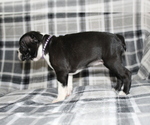 Small #7 Boston Terrier