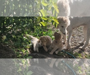 Goldendoodle-Poodle (Standard) Mix Puppy for sale in OVIEDO, FL, USA